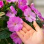 New Guinea Impatiens – Super Sonic Lavender – 10″ Hanging Basket